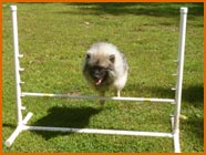 Keeshond jumping over dog hurdle.