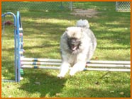 Keeshond jumping over dog hurdle 3 bars