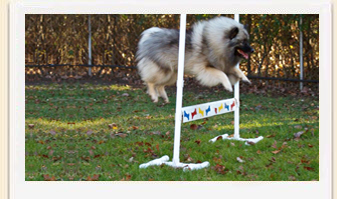 Keeshond Kami,  dog obedience training