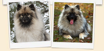Keeshonds dogs sitting and jumping