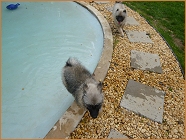 Keeshond puppy by the swimming pool