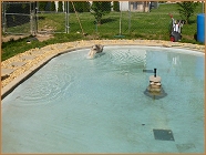 Keeshond dog swimming in the pool.