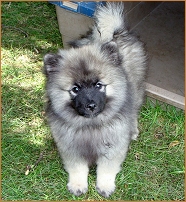 Keeshond in the yard.