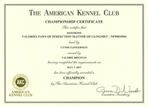 Mattise, AKC Champion certificate.