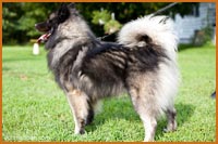 Meka Male Keeshond