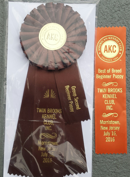 Meet Our Male Clingmey Keeshond Pups