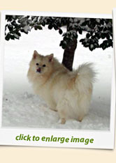 Keeshond Kira