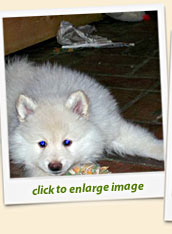 Cream Keeshond