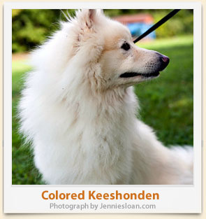 Colored Keeshonden