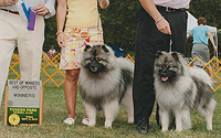 CH Valories Paws of Perfection Mattise of Clingmey, call name Mattise
