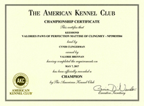 Mattise, AKC Show Championship certificate.