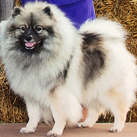 Clingmey's Forever in Violet, call name Sassy