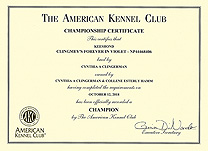 Violet AKC Championship cert.