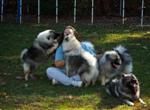 Keeshond puppies