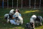 Keeshond puppies