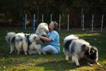 Keeshond puppies