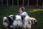 Keeshond puppies