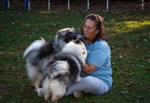 Keeshond puppies