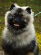 Keeshond puppies