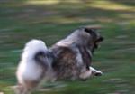 Keeshond puppies