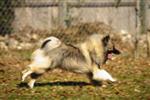 Keeshond puppies
