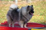 Keeshond puppies