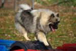 Keeshond puppies