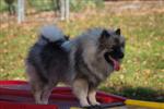 Keeshond puppies