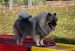 Keeshond puppies