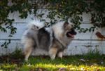 Keeshond puppies