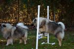 Keeshond puppies