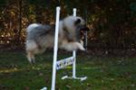 Keeshond puppies