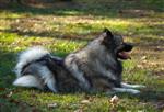 Keeshond puppies