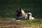 Keeshond puppies