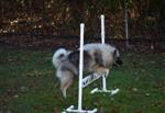 Keeshond puppies