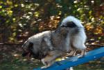 Keeshond puppies