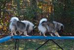 Keeshond puppies