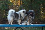 Keeshond puppies