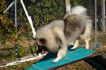 Keeshond puppies