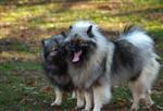 Keeshond puppies
