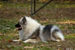 Keeshond puppies