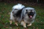 Keeshond puppies