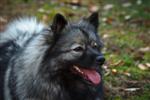 Keeshond puppies