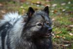 Keeshond puppies