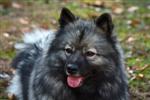 Keeshond puppies