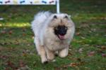 Keeshond puppies