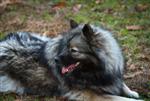 Keeshond puppies