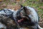 Keeshond puppies
