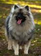 Keeshond puppies