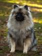 Keeshond puppies